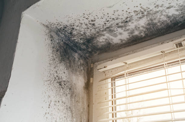 Affordable Black Mold Remediation solutions in Plainview, TN